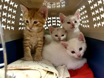Kittens, adopted